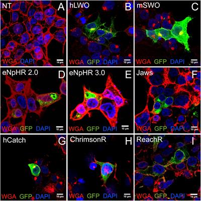 Optogenetic Light Sensors in Human Retinal Organoids